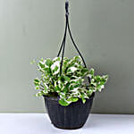 /images/pr/l/v20160915191728/white-pothos-plant_2.jpg