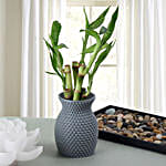 5 sticks bamboo plant in a vase