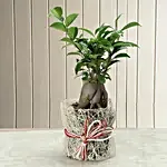 I shaped ficus plant