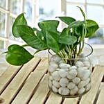 Money plant in a round glass vase