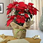 Red Poinsettia plant