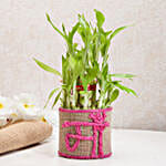 Lucky Bamboo for Mother