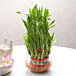 Three layer bamboo plant with a round glass vase