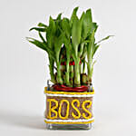 bamboo plant for boss online