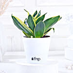 sansevieria plant online