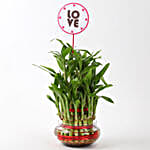 /images/pr/l/v20190111112737/three-layer-lucky-bamboo-for-valentine-day_2.jpg