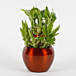 bamboo plant in brass metal pot