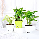 Set of 3 Bamboo Plant Online