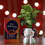 Online Syngonium Plant And Chocolates
