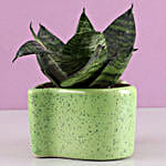 /images/pr/l/v20191003171729/snakeskin-plant-in-heart-shaped-pot_4.jpg