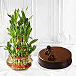 3 Layer Bamboo with Cake