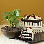 Online Black Forest Cake With Money Plant