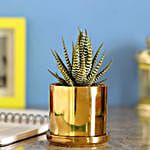 Howarthia Zebra Golden Ceramic Pot