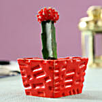 /images/pr/l/v20200313182216/red-moon-cactus-in-ceramic-pot_1.jpg