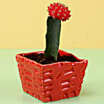 /images/pr/l/v20200313182216/red-moon-cactus-in-ceramic-pot_2.jpg