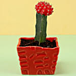 /images/pr/l/v20200313182218/red-moon-cactus-in-ceramic-pot_3.jpg