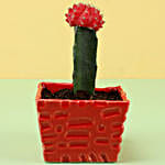 /images/pr/l/v20200313182219/red-moon-cactus-in-ceramic-pot_4.jpg