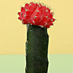 /images/pr/l/v20200313182220/red-moon-cactus-in-ceramic-pot_5.jpg