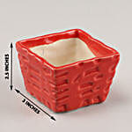 /images/pr/l/v20200313182220/red-moon-cactus-in-ceramic-pot_6.jpg