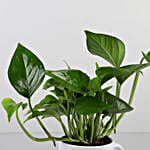 /images/pr/l/v20200410221200/money-plant-in-maa-printed-white-mug_5.jpg