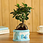 Online Ficus Bonsai Plant