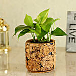 Money Plant In Pot Online
