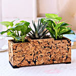Online Plants In Cork Planter