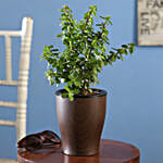 Jade Plant In UV Pot Online