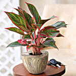 Online Red Aglaonema Plant