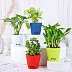 Buy Plant Set