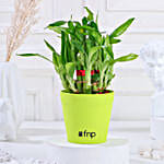 bamboo in red planter