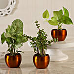 /images/pr/l/v20201006190943/potted-jade-with-syngonium-money-plant-combo_1.jpg
