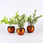 /images/pr/l/v20201006190943/potted-jade-with-syngonium-money-plant-combo_2.jpg