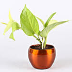 /images/pr/l/v20201006190945/potted-jade-with-syngonium-money-plant-combo_5.jpg