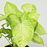 /images/pr/l/v20201006190947/potted-jade-with-syngonium-money-plant-combo_7.jpg