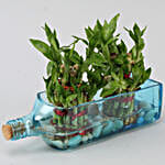 /images/pr/l/v20201111164014/double-lucky-bamboo-bombay-sapphire-bottle-planter_3.jpg