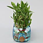 /images/pr/l/v20201111164014/double-lucky-bamboo-bombay-sapphire-bottle-planter_4.jpg