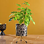/images/pr/l/v20201203214355/radermachera-bonsai-in-alphabet-print-round-pot_1.jpg