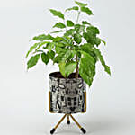 /images/pr/l/v20201203214357/radermachera-bonsai-in-alphabet-print-round-pot_2.jpg