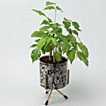 /images/pr/l/v20201203214359/radermachera-bonsai-in-alphabet-print-round-pot_3.jpg