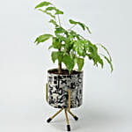 /images/pr/l/v20201203214359/radermachera-bonsai-in-alphabet-print-round-pot_4.jpg