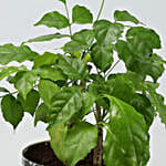 /images/pr/l/v20201203214404/radermachera-bonsai-in-alphabet-print-round-pot_5.jpg