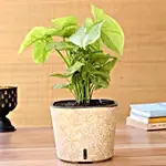 /images/pr/l/v20210106102100/syngonium-plant-in-self-watering-pot_1.jpg