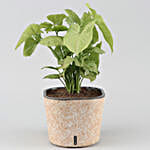 /images/pr/l/v20210106102102/syngonium-plant-in-self-watering-pot_3.jpg