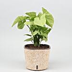 /images/pr/l/v20210106102103/syngonium-plant-in-self-watering-pot_2.jpg