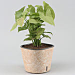 /images/pr/l/v20210106102103/syngonium-plant-in-self-watering-pot_4.jpg
