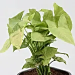 /images/pr/l/v20210106102104/syngonium-plant-in-self-watering-pot_5.jpg