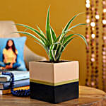 Spider Plant In Black And Light Brown Planter Pot