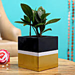 Zamia Plant In Black And Golden Pot