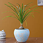 /images/pr/l/v20210128182258/nolina-palm-plant-in-sky-blue-ceramic-pot_1.jpg